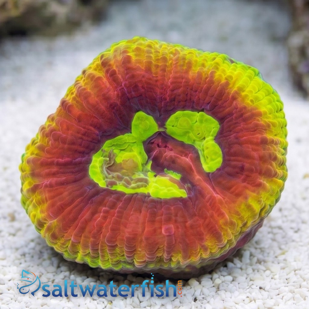 Favia Brain Coral: Dragon Soul - Aquacultured