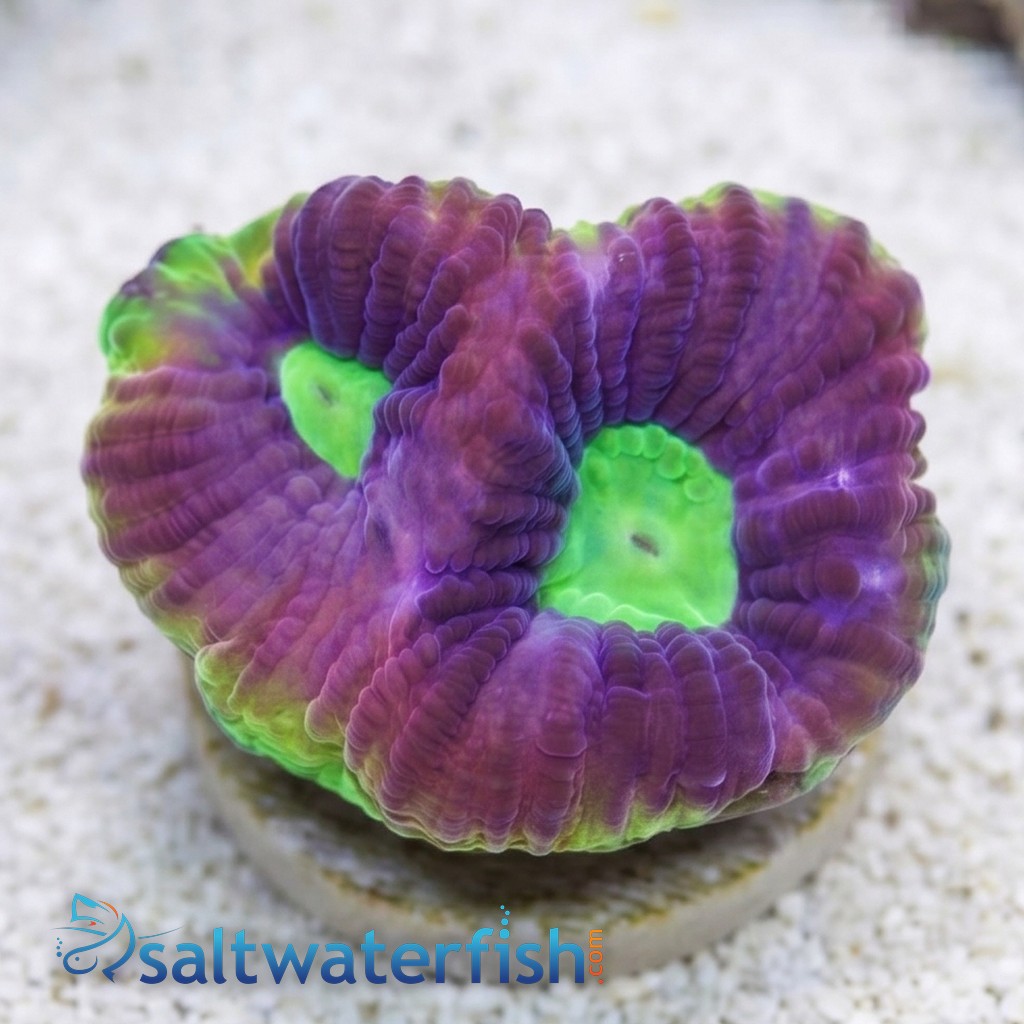Favia Brain Coral: Dragon Soul - Aquacultured