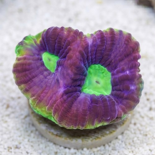 Favia Brain Coral: Dragon Soul - Aquacultured