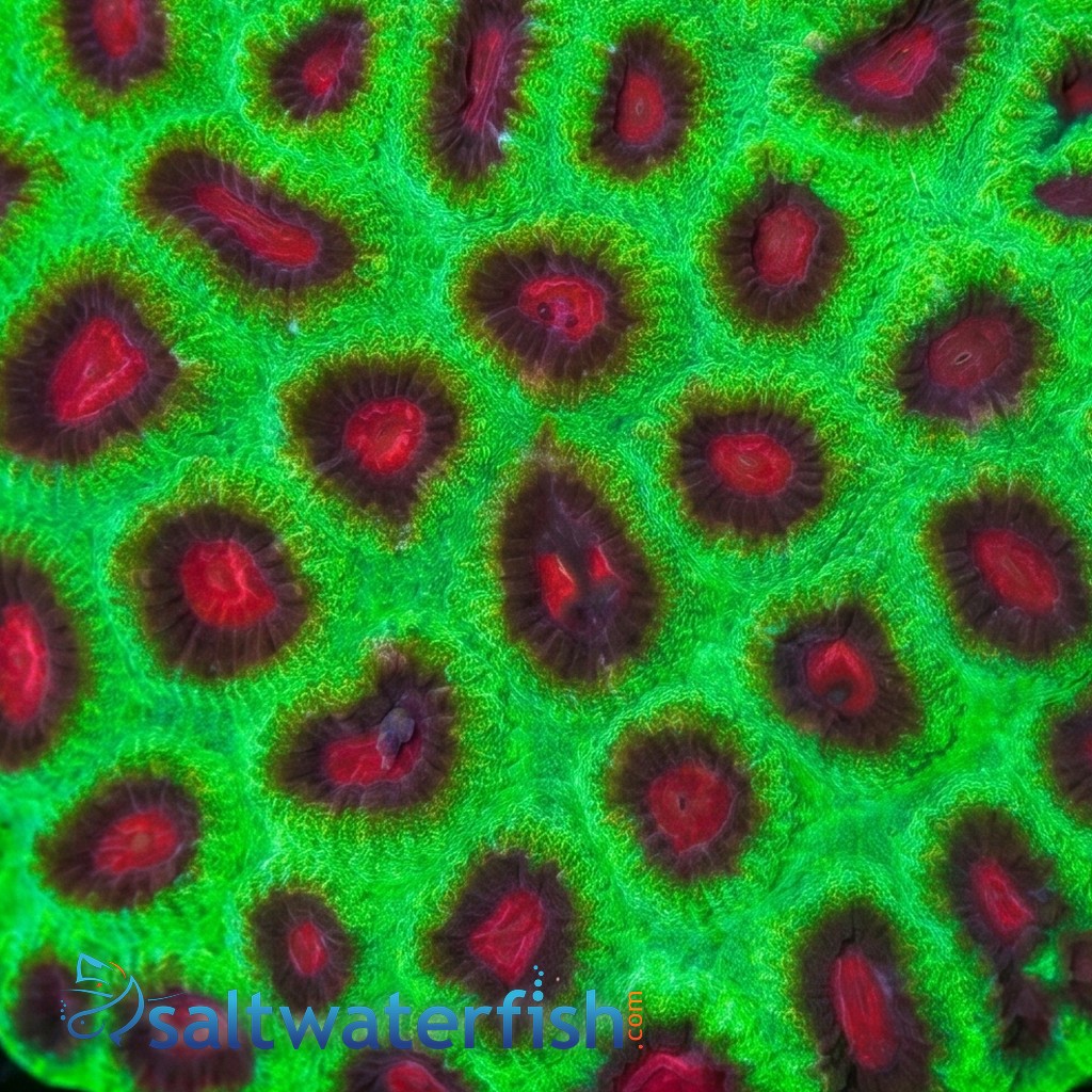 Favia X-Mas - Indo Pacific