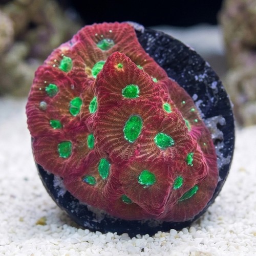 Favia Brain Coral: Orange/Red with Green Eyes