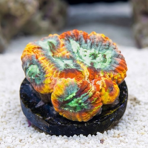 Favia Brain Coral: Yellow Submarine - Aquacultured
