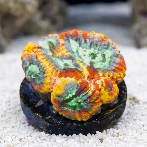 Favia Brain Coral: Yellow Submarine - Aquacultured