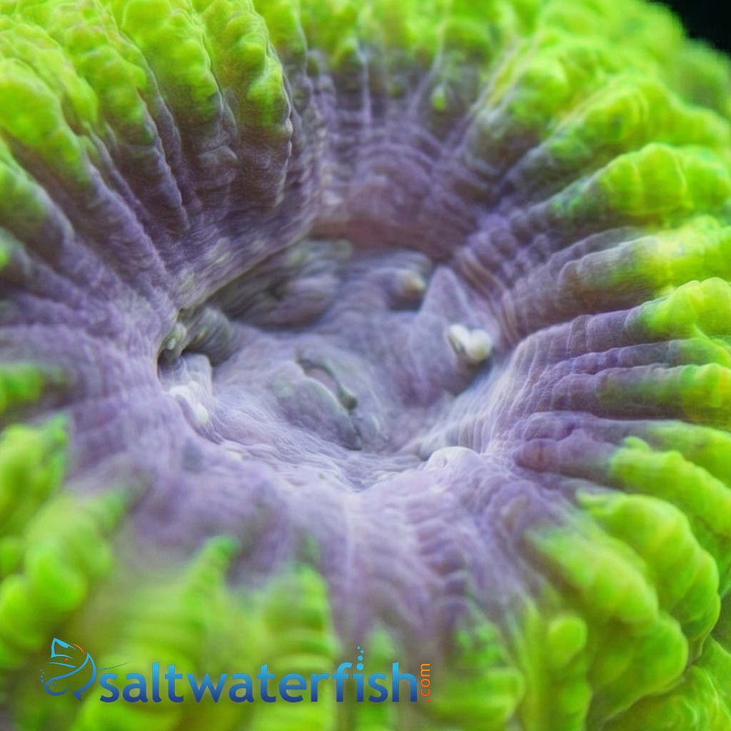 Favia Brain Coral: Space Monkey - Aquacultured