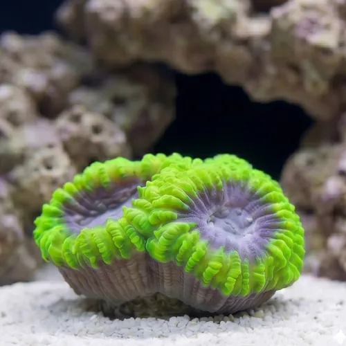Favia Brain Coral: Space Monkey - Aquacultured
