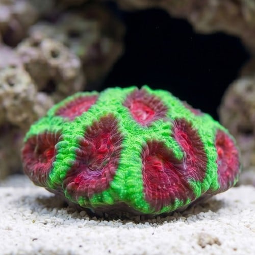 Favia Brain Coral: X-Mas - Aquacultured