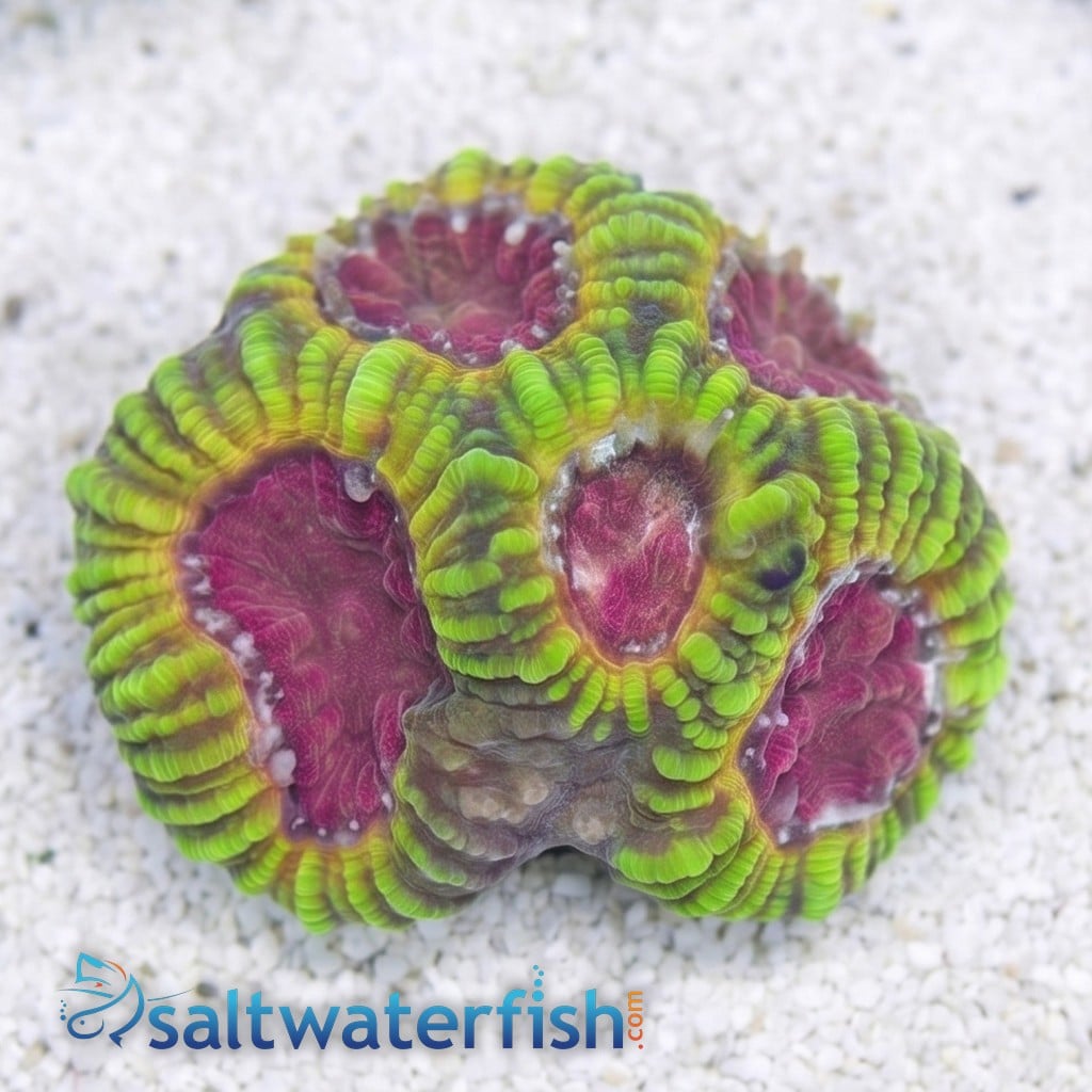 Favia Brain Coral: Mayan Sun - Aquacultured