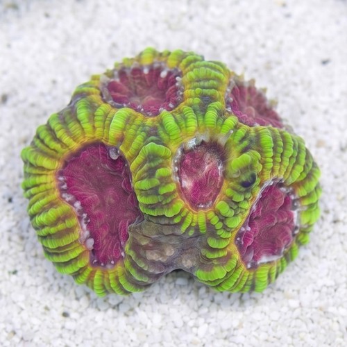 Favia Brain Coral: Mayan Sun - Aquacultured