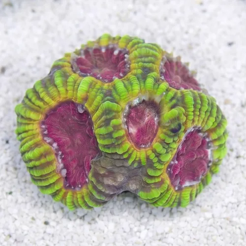 Favia Brain Coral: Mayan Sun - Aquacultured