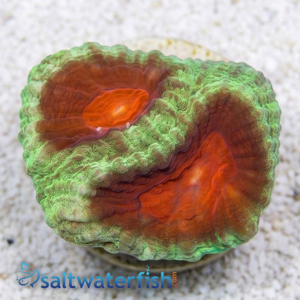 Favia Brain Coral: Green w/ Red Eye - Aquacultured