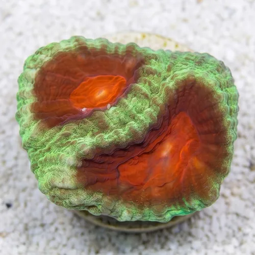 Favia Brain Coral: Green w/ Red Eye - Aquacultured