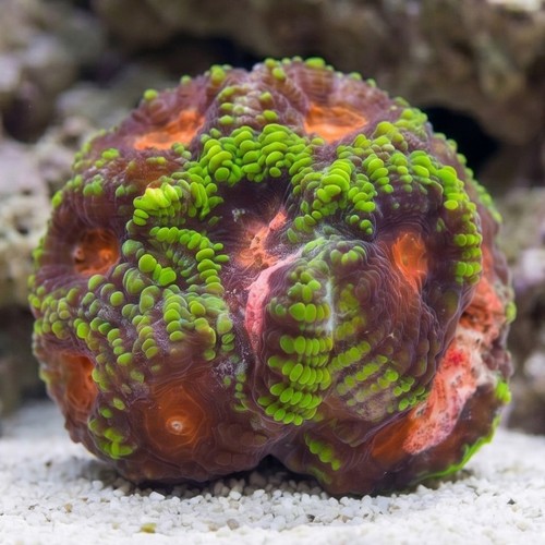 Favia Brain Coral: Pinko De Gallo - Aquacultured