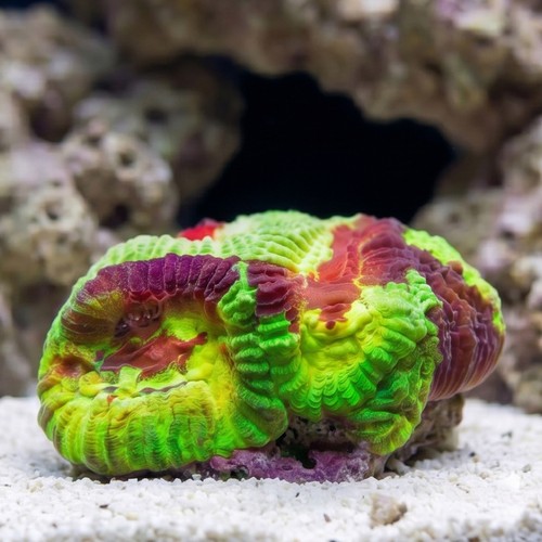 Favia Brain Coral: Yellow Snow - Aquacultured