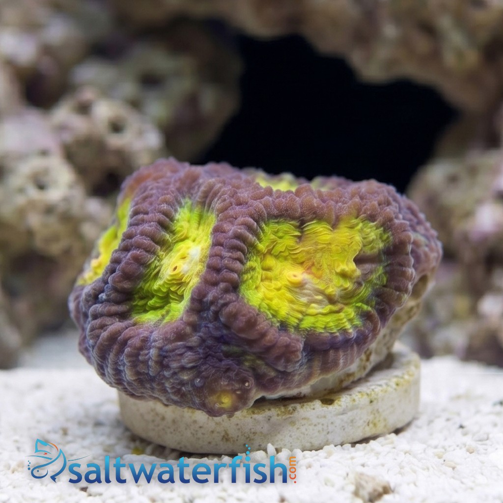 Favia Brain Coral: Yellow Snow - Aquacultured