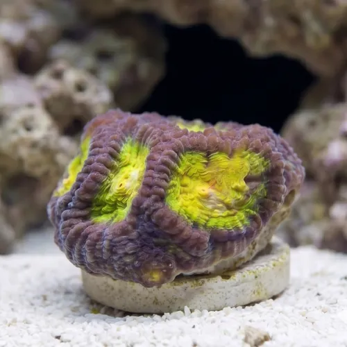 Favia Brain Coral: Yellow Snow - Aquacultured