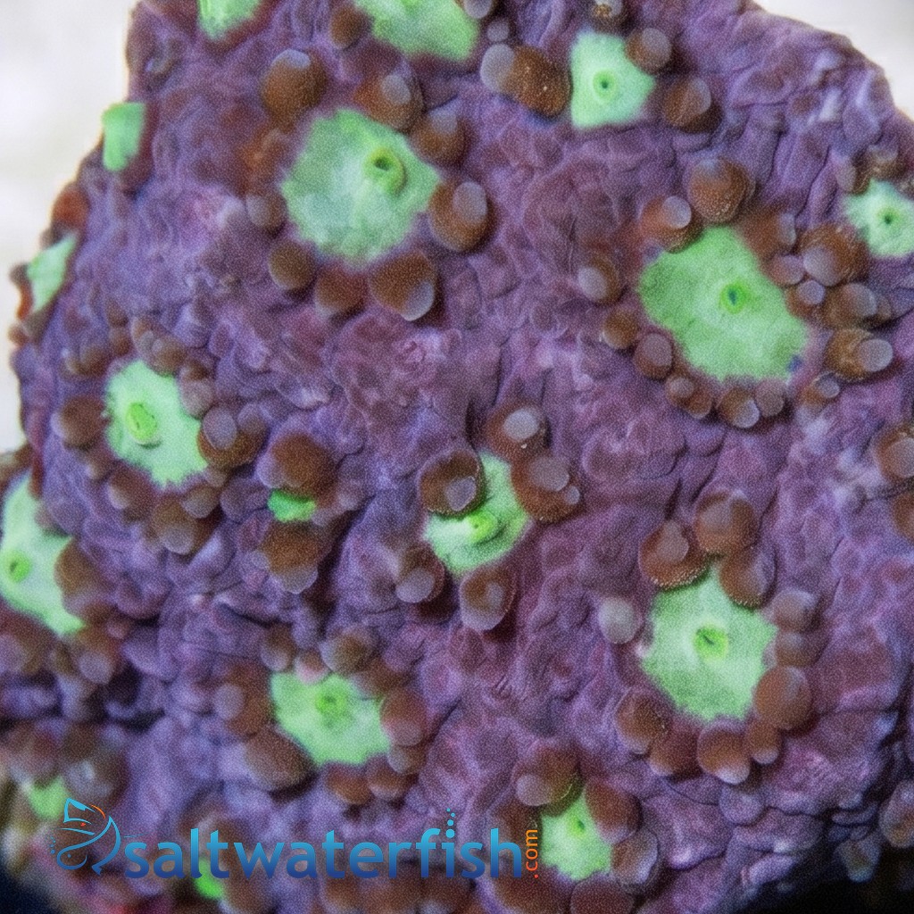 Favia Brain Coral: Snow Dragon - Aquacultured