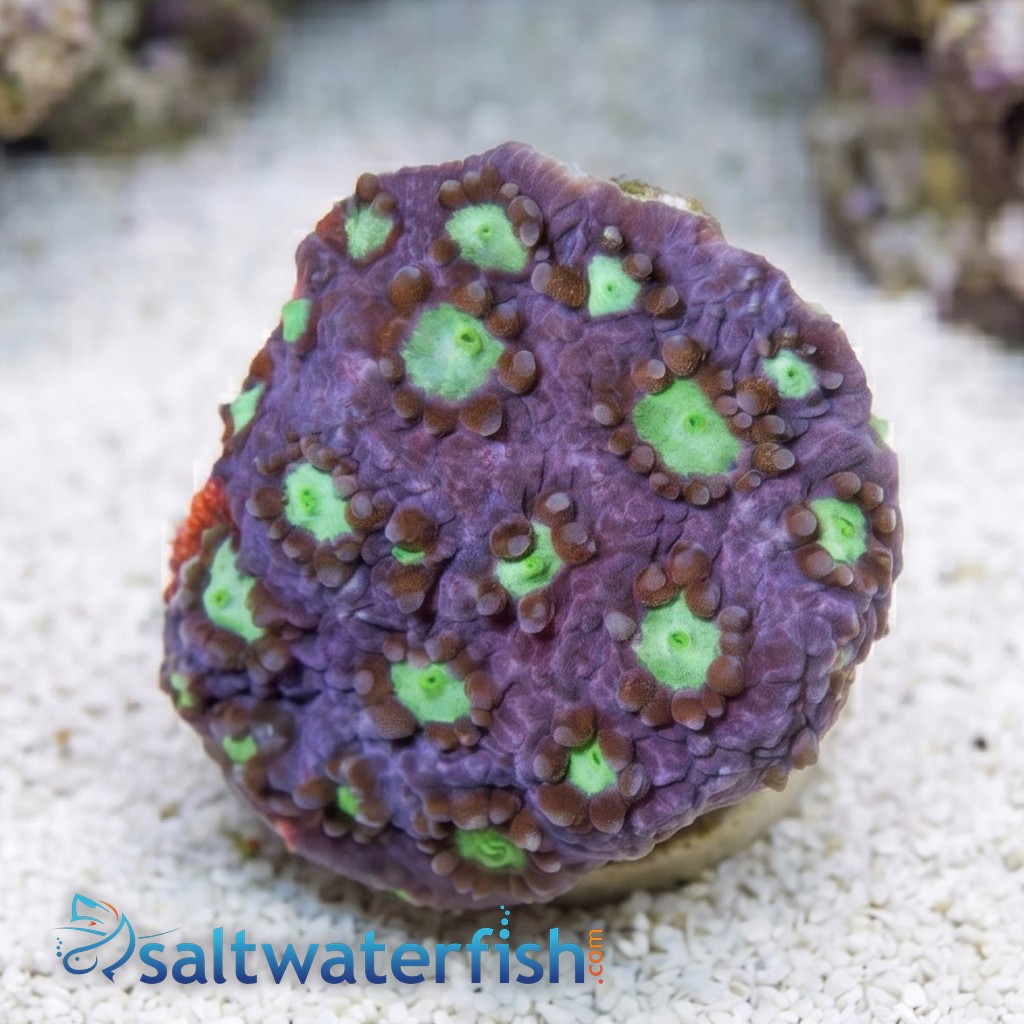 Favia Brain Coral: Snow Dragon - Aquacultured