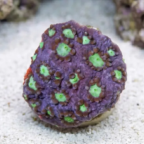 Favia Brain Coral: Snow Dragon - Aquacultured