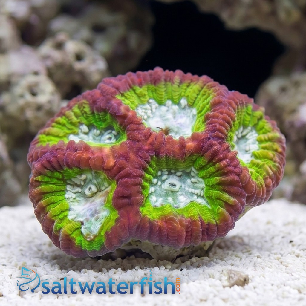 Favia Brain Coral: Fantasmo  - Aquacultured