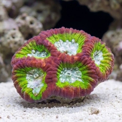Favia Brain Coral: Fantasmo  - Aquacultured