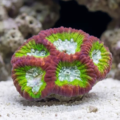 Favia Brain Coral: Fantasmo  - Aquacultured