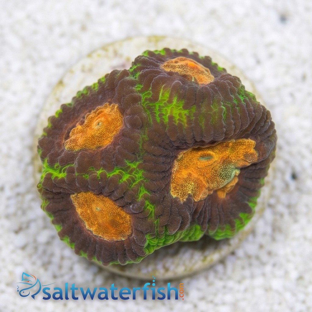 Favia Brain Coral: Earthquake - Aquacultured
