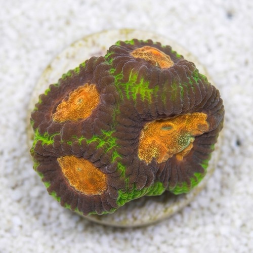 Favia Brain Coral: Earthquake - Aquacultured