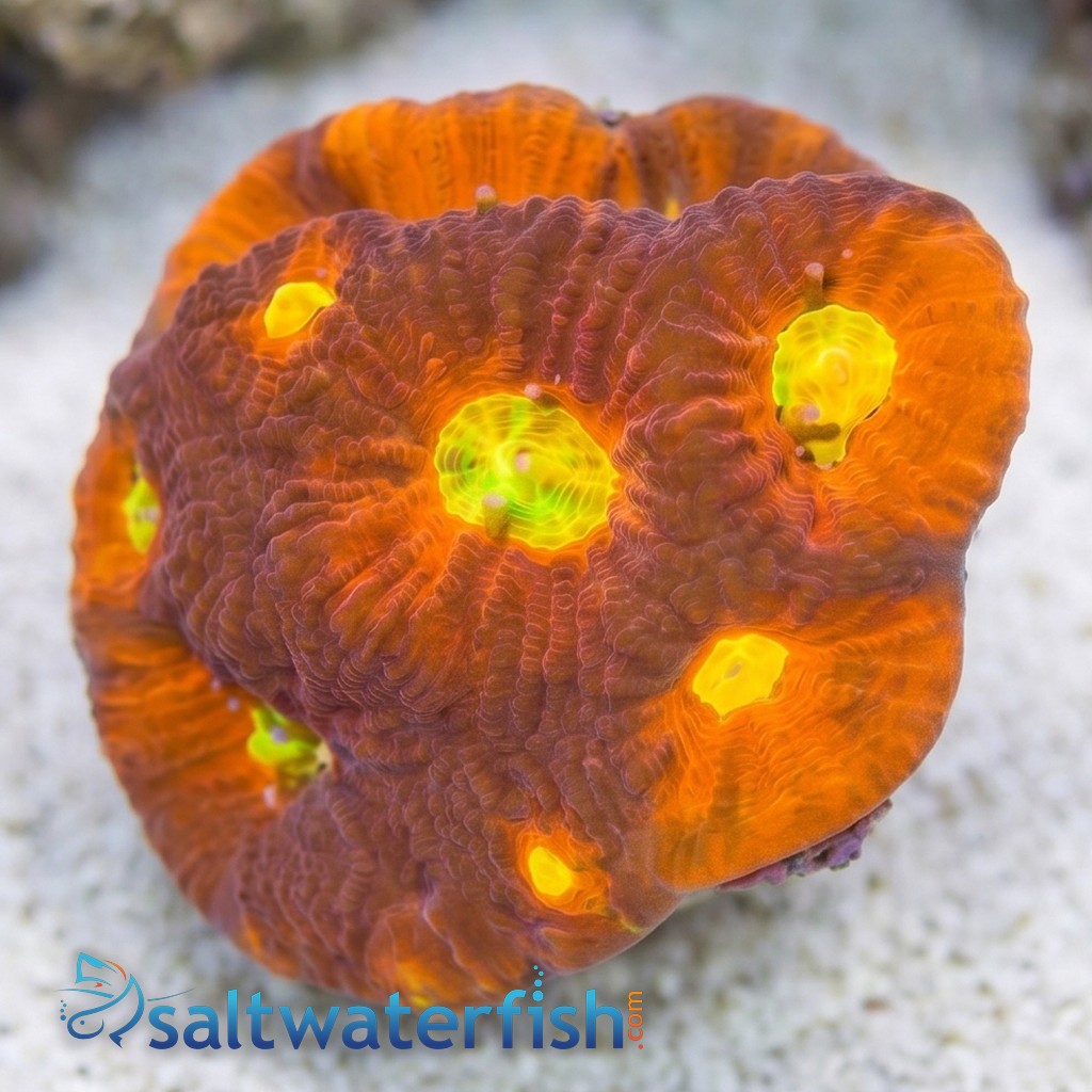 Favia Brain Coral: Toro Bravo - Aquacultured