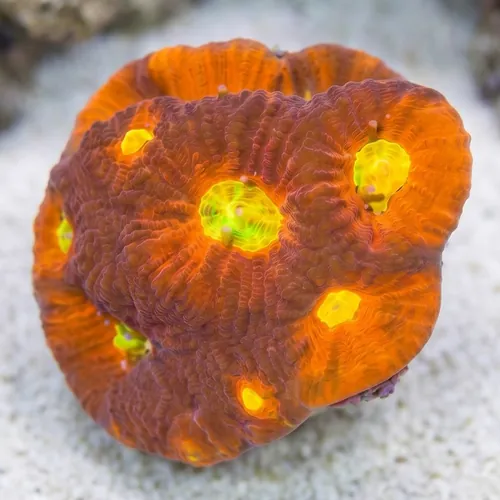Favia Brain Coral: Toro Bravo - Aquacultured