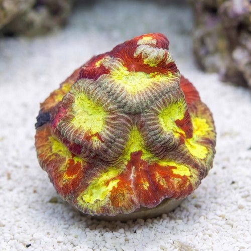 Favia Brain Coral: Diversity - Aquacultured