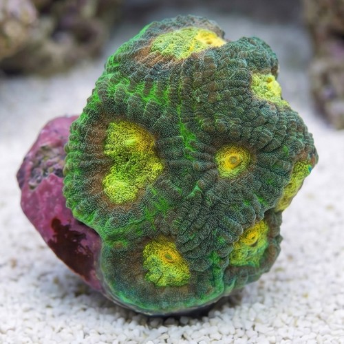 Favia Brain Coral: Angel Eye - Aquacultured