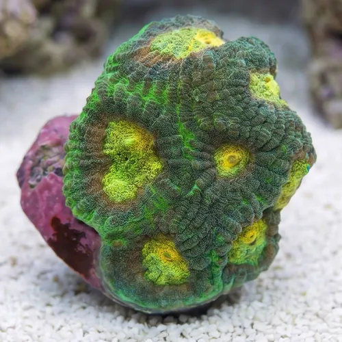 Favia Brain Coral: Angel Eye - Aquacultured