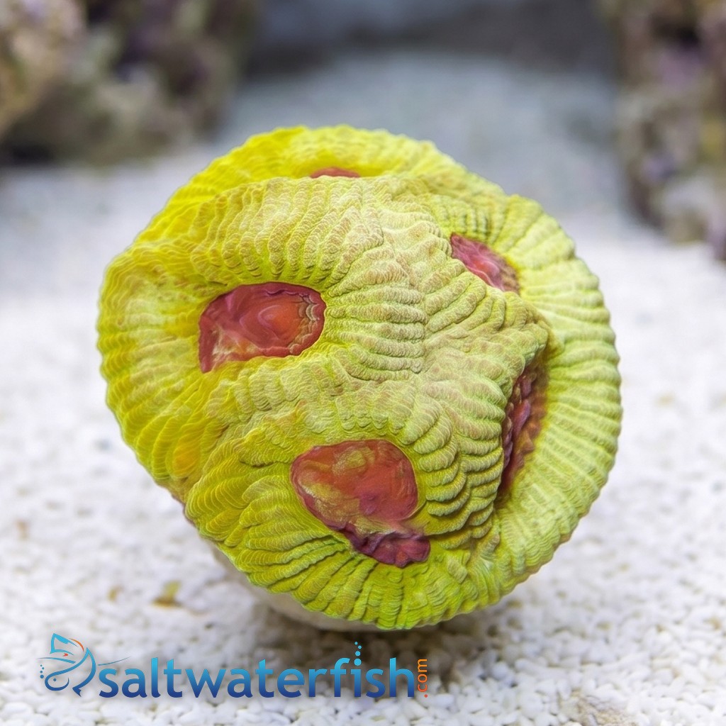 Favia Brain Coral: Lemon Zoinkerz - Aquacultured