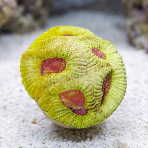 Favia Brain Coral: Lemon Zoinkerz - Aquacultured