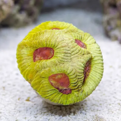 Favia Brain Coral: Lemon Zoinkerz - Aquacultured