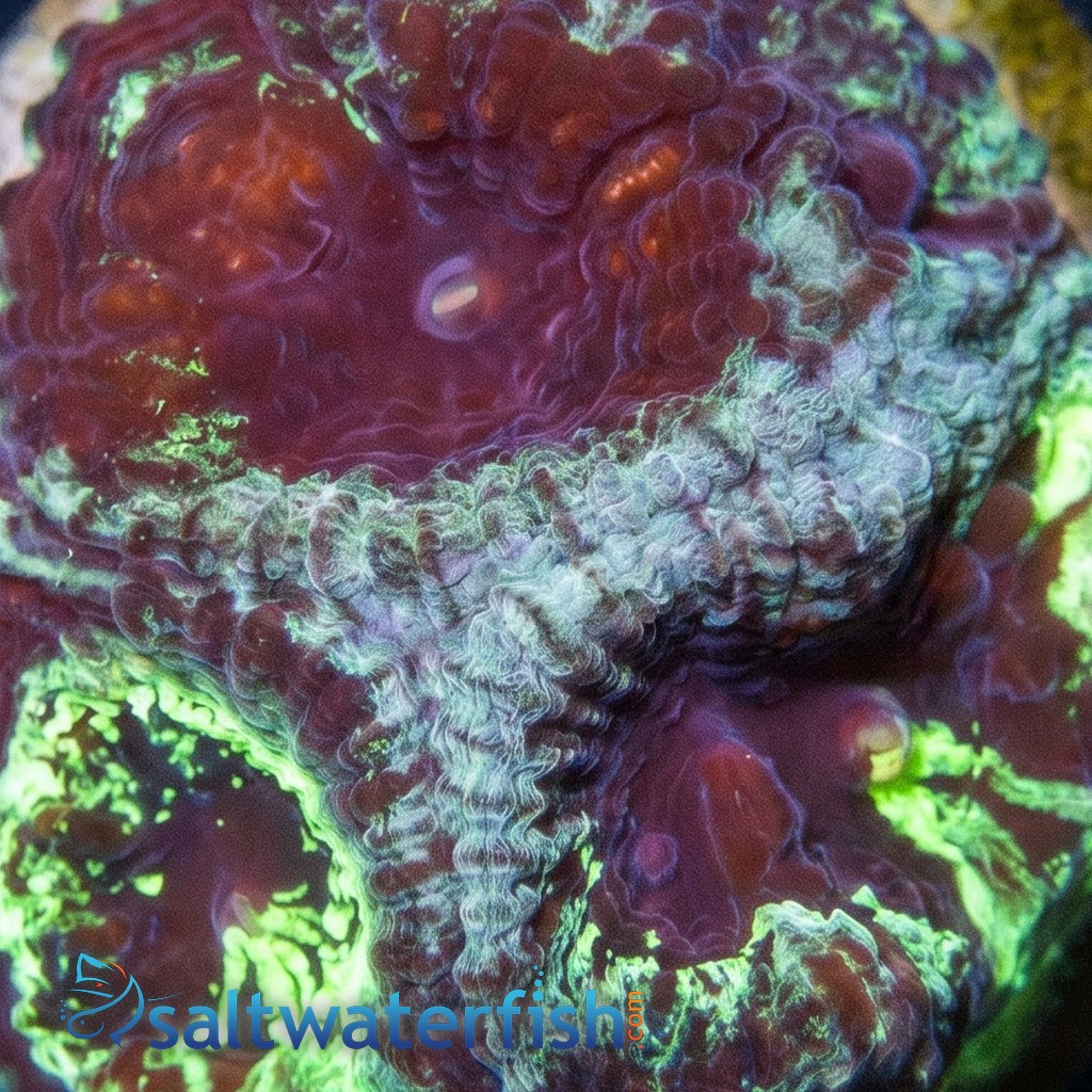 Favia Brain Coral: Necromancer - Aquacultured