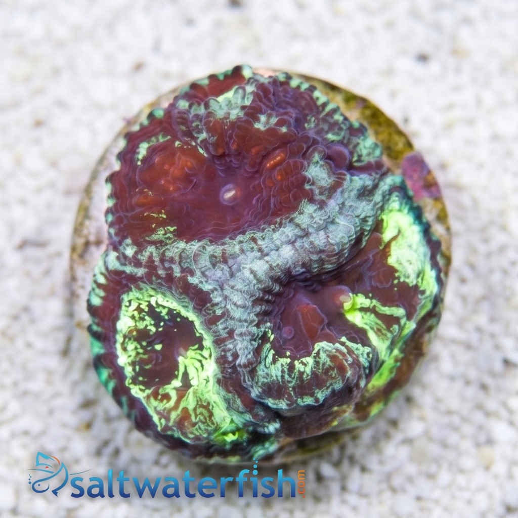 Favia Brain Coral: Necromancer - Aquacultured