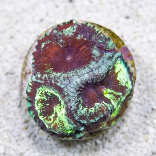 Favia Brain Coral: Necromancer - Aquacultured