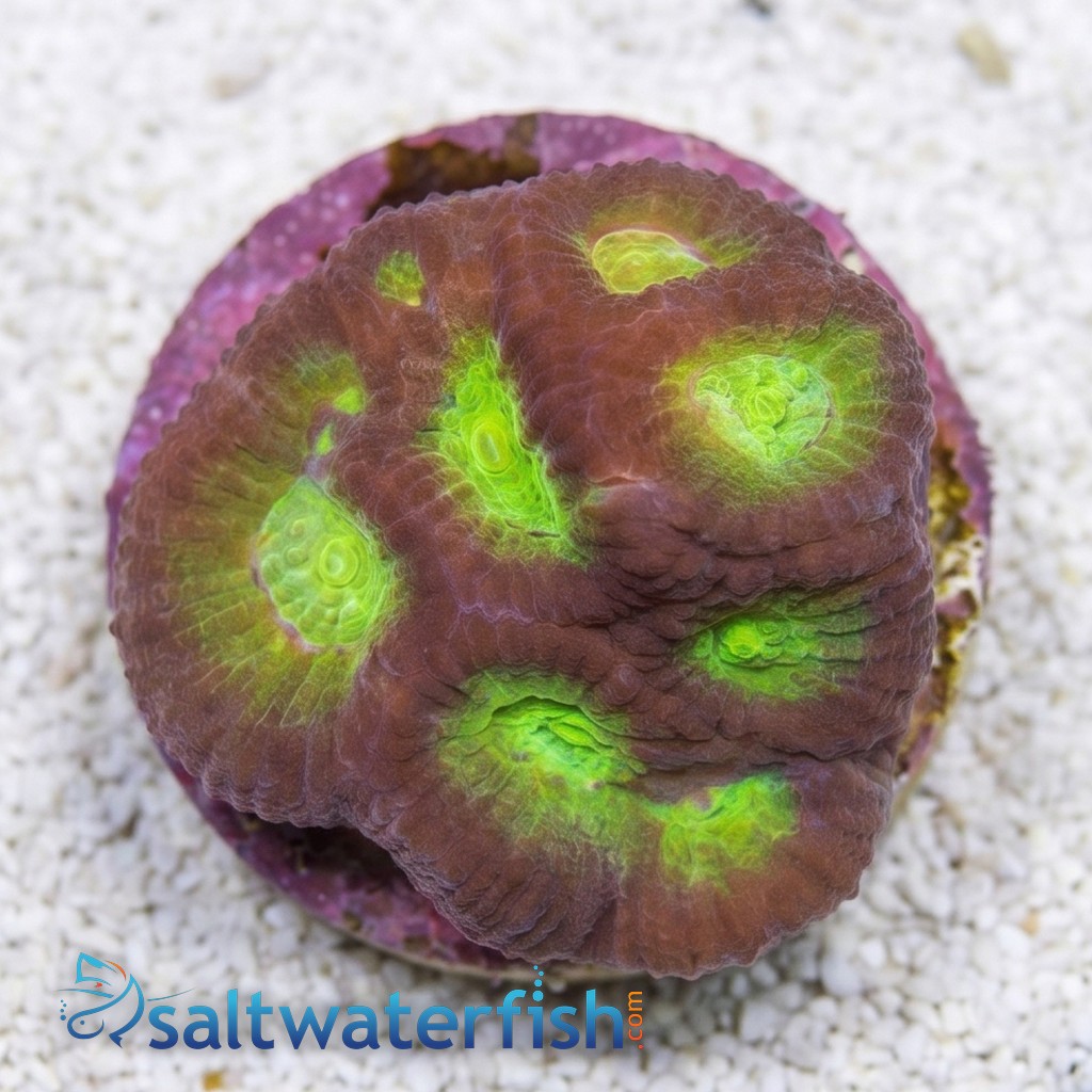 Favia Brain Coral: Blue Lobster - Aquacultured