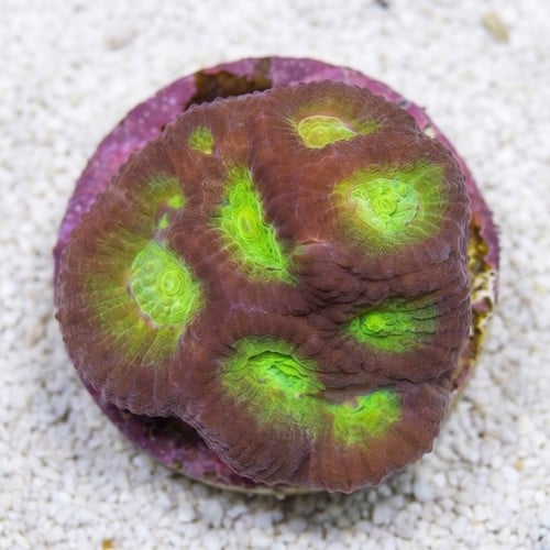 Favia Brain Coral: Blue Lobster - Aquacultured