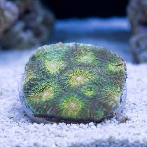 Favia Brain Coral: Green w/ Yellow Eye - Aquacultured