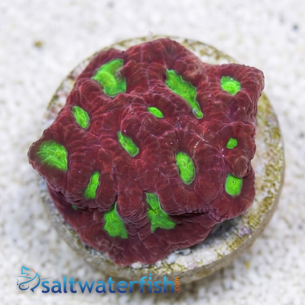 Red War Favites - Australia