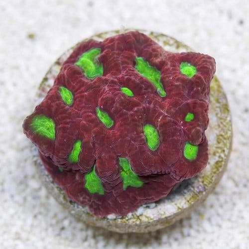Red War Favites - Australia