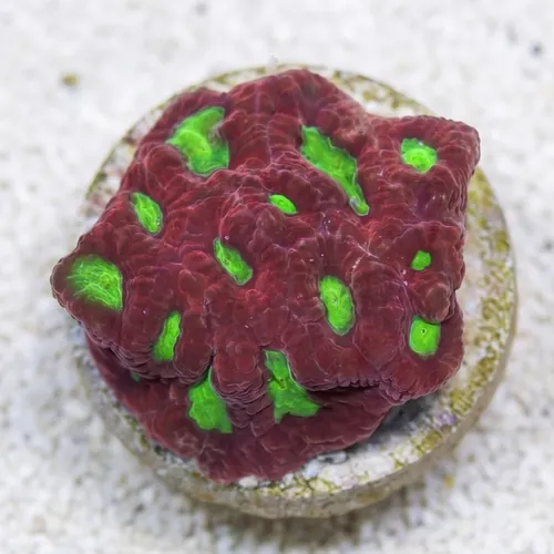 Red War Favites - Australia