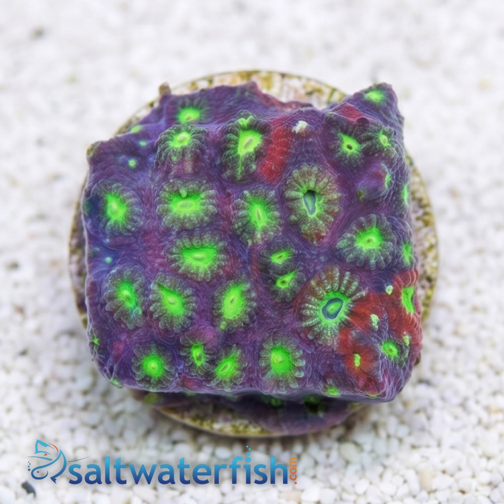 Brain War Favites Coral - Aquacultured