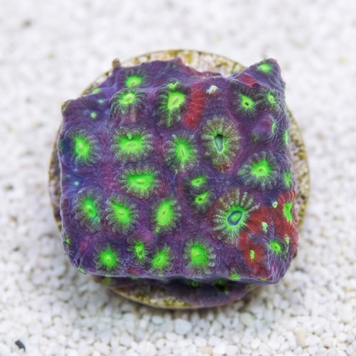 Brain War Favites Coral - Aquacultured