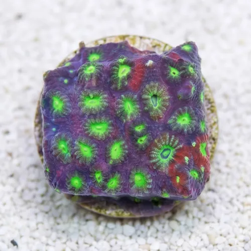 Brain War Favites Coral - Aquacultured