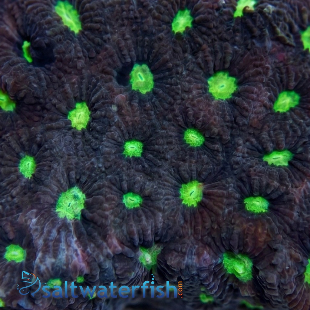 Favites Brain Coral: - Aquacultured