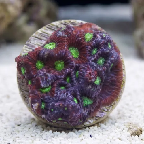 Favites Brain Coral: - Aquacultured