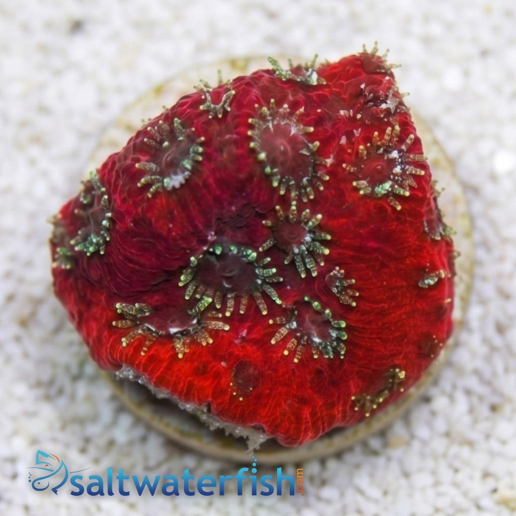 Favites Brain War Coral : Spiderman - Aquacultured